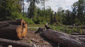 Best Tree Removal  in San Andreas, CA