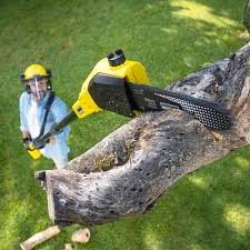 Professional Tree Care in San Andreas, CA