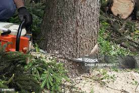  San Andreas, CA Tree Care Pros