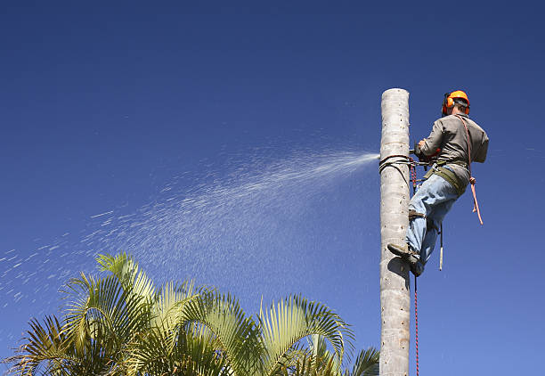 Best Commercial Tree Services  in San Andreas, CA