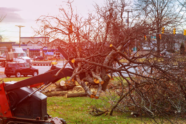 Best Arborist Consultation Services  in San Andreas, CA
