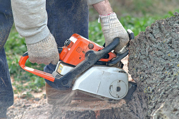 How Our Tree Care Process Works  in  San Andreas, CA