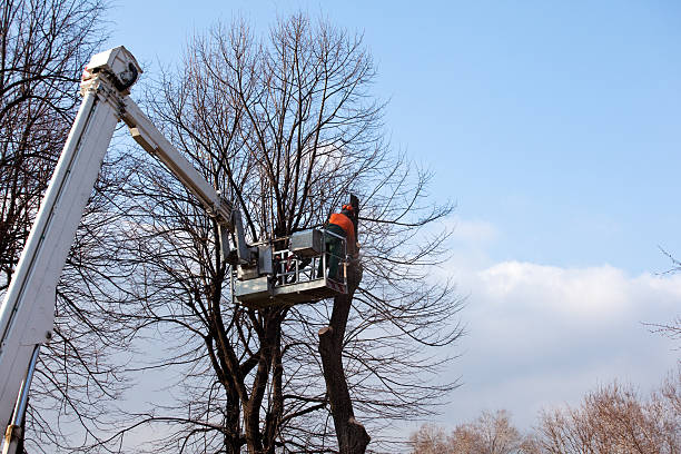 Leaf Removal in San Andreas, CA