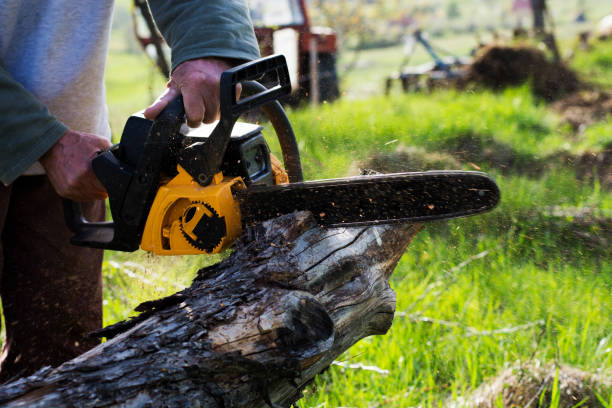 Best Tree Cabling and Bracing  in San Andreas, CA