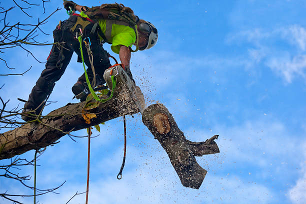 Best Tree Disease Treatment  in San Andreas, CA